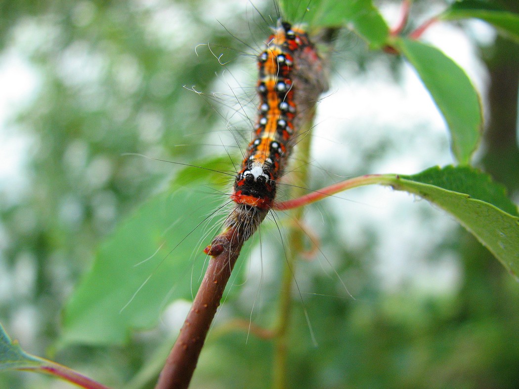 Lepidotteri da identificare nel Parco del Ticino